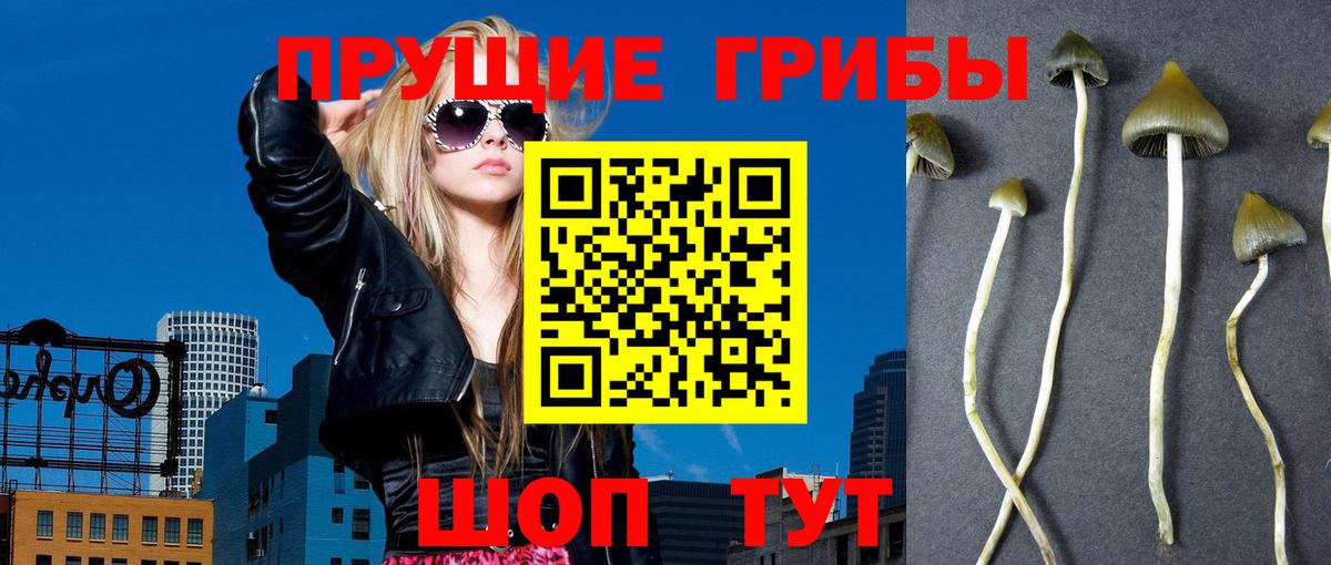 Шали  Галлюциногенные грибы прущие грибы  Вход с VPN 